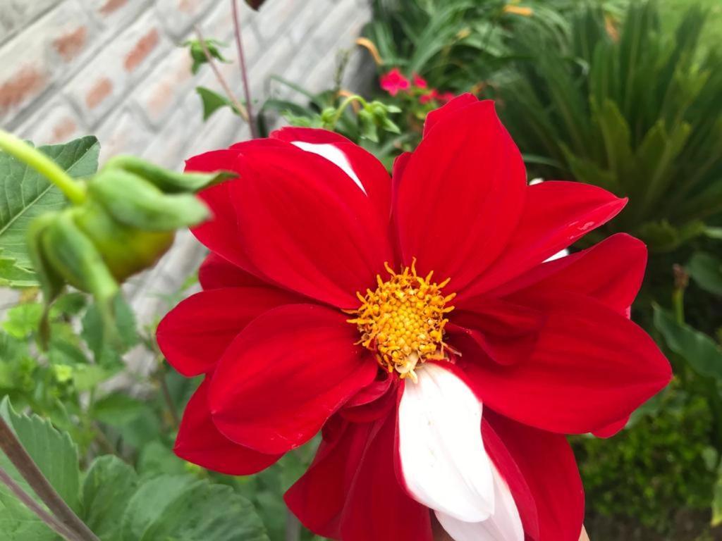 Las Hortensia'S Casa De Huespedes Tababela Kültér fotó